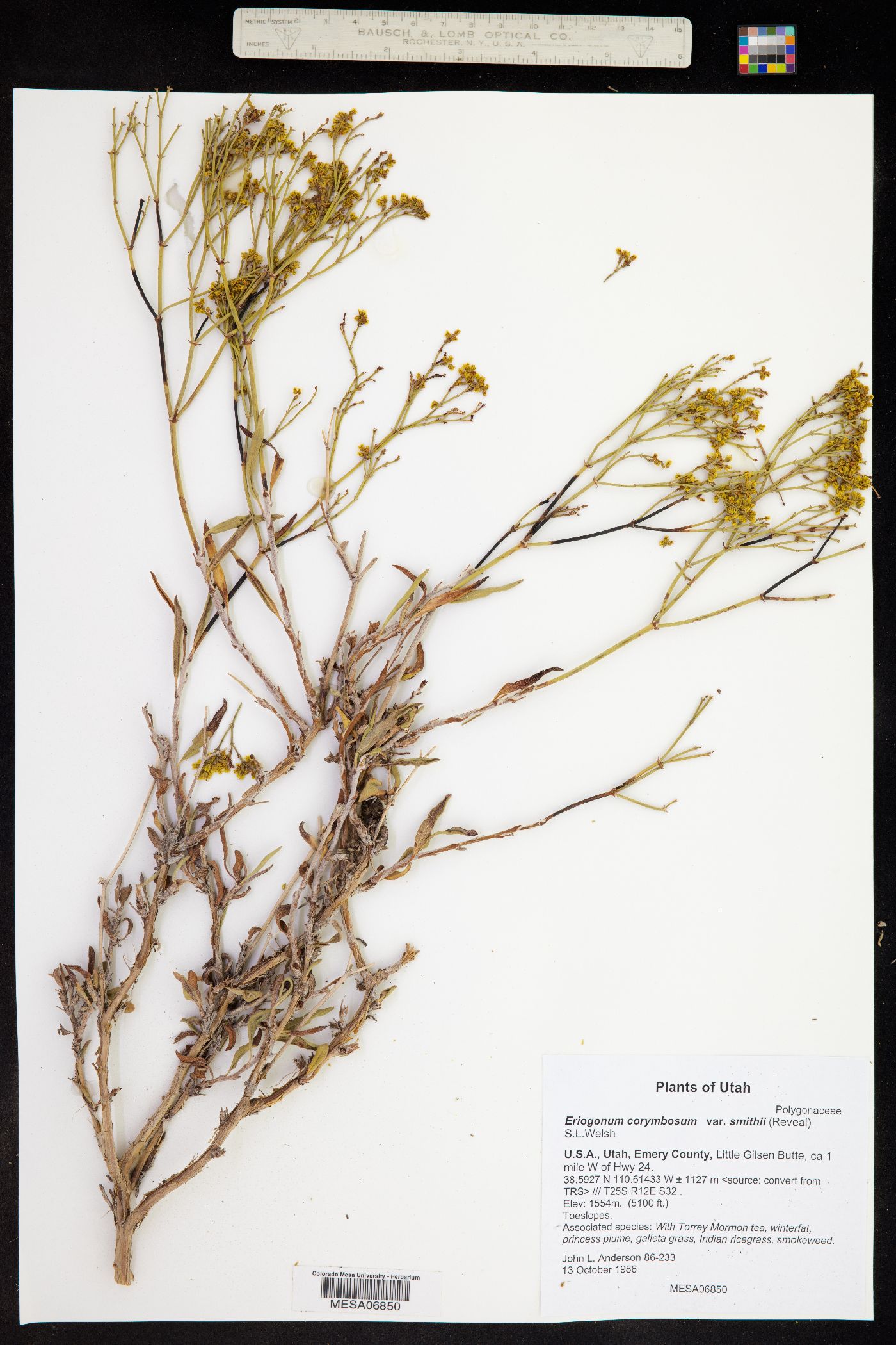 Eriogonum smithii image