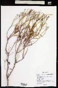 Eriogonum smithii image