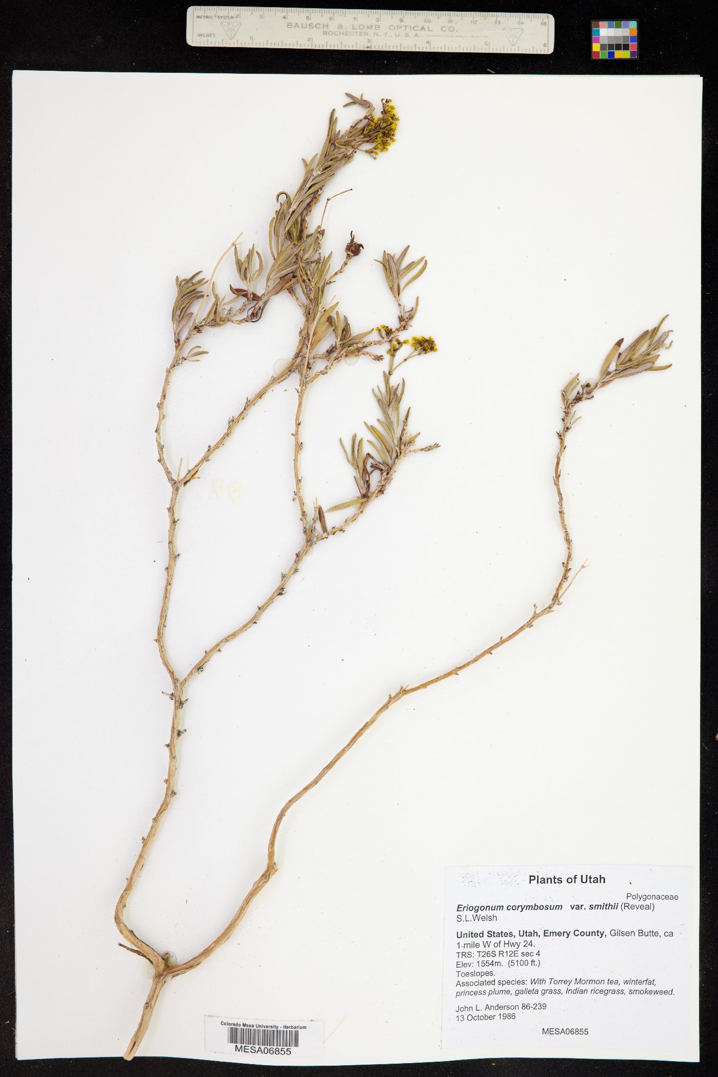 Eriogonum smithii image