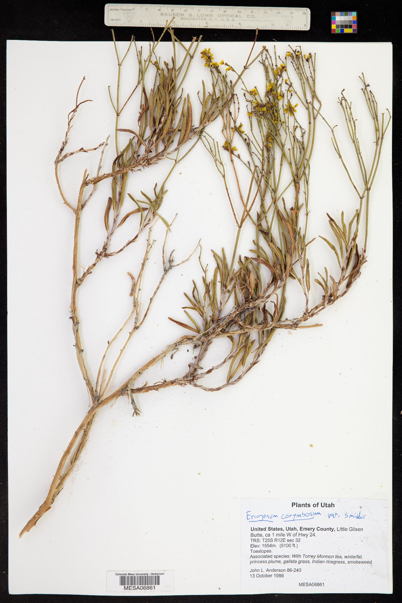 Eriogonum smithii image