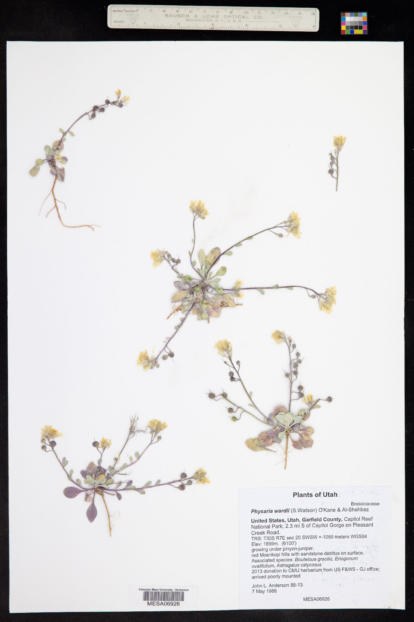 Physaria wardii image