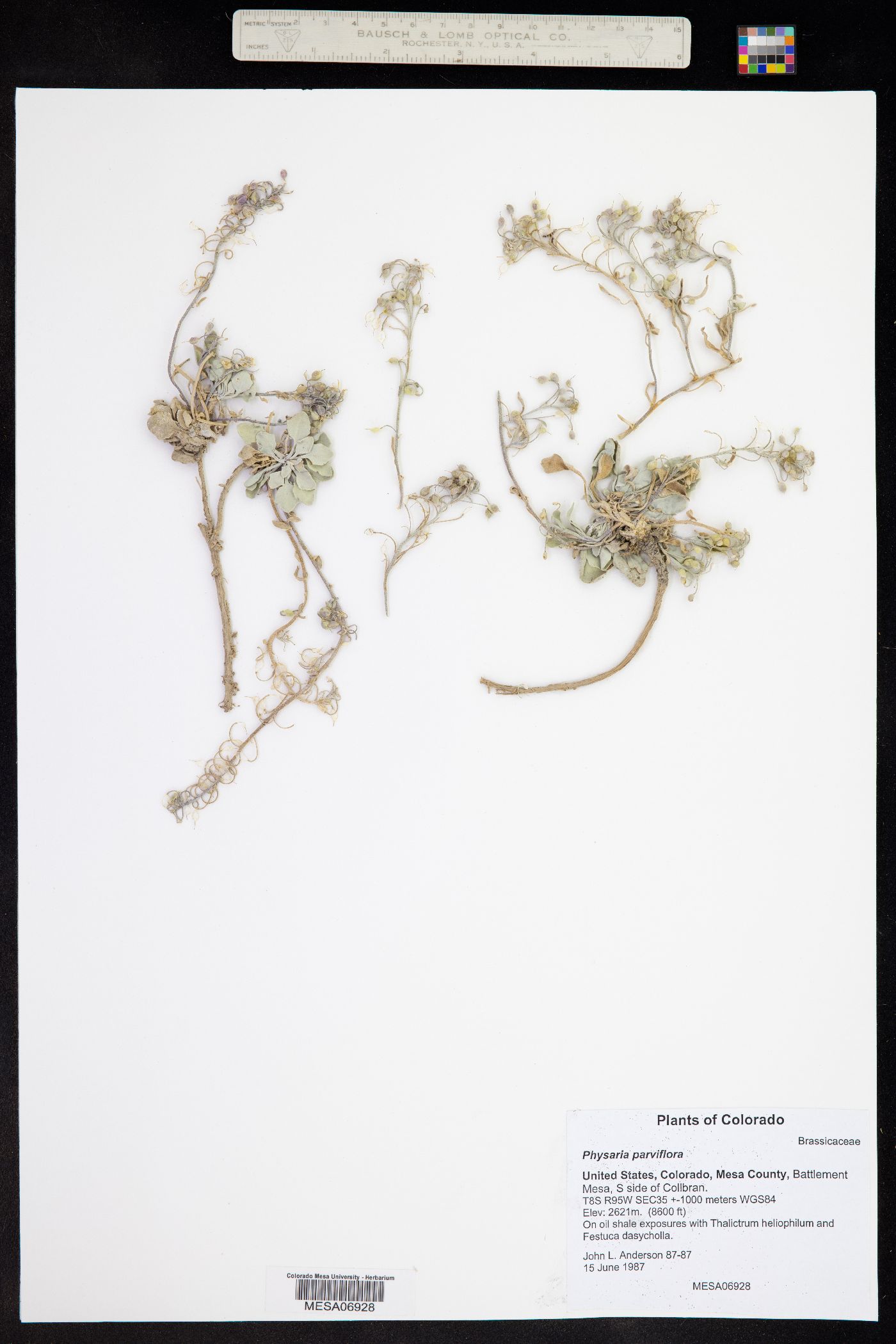 Physaria parviflora image