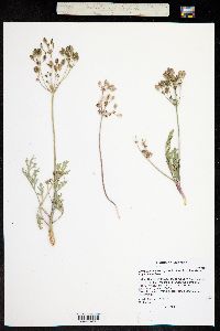 Lomatium macrocarpum image