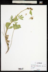 Lupinus crassus image