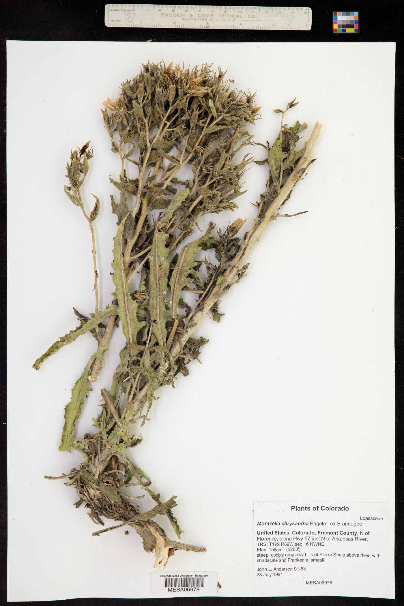 Mentzelia chrysantha image