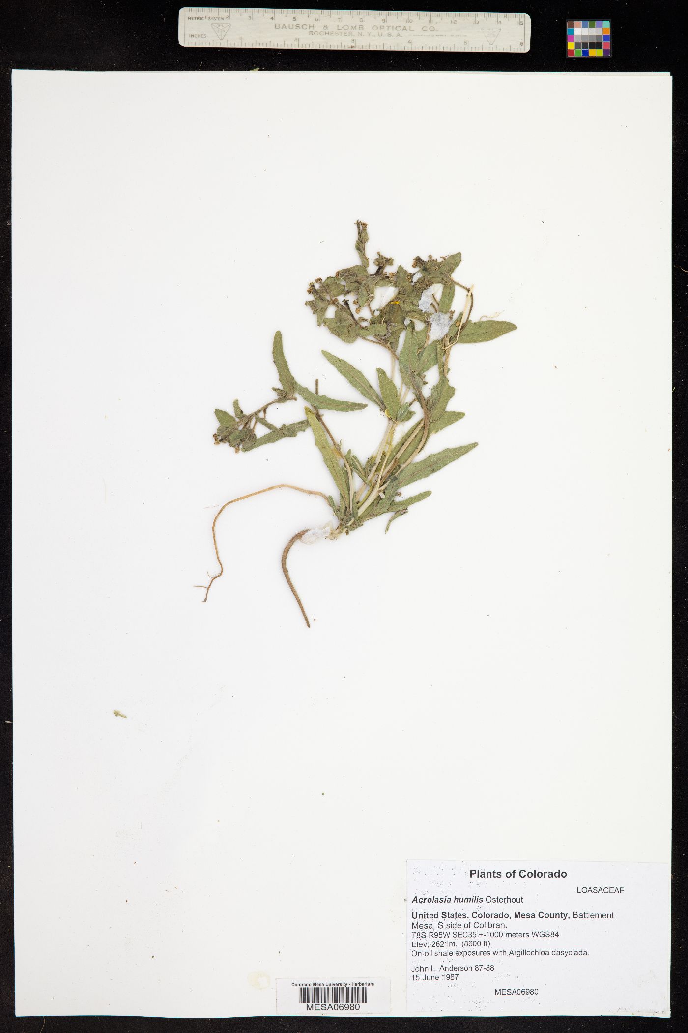 Mentzelia thompsonii image