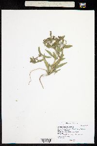 Mentzelia thompsonii image