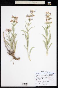 Penstemon angustifolius var. venosus image