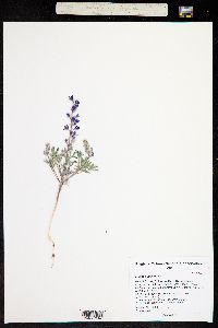 Lupinus pusillus image