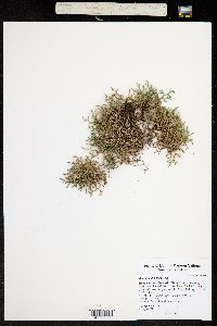 Selaginella densa image