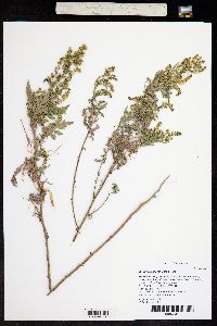 Ambrosia acanthicarpa image