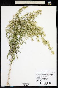 Brickellia longifolia image