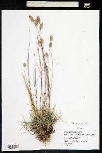 Phleum alpinum image