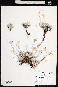 Eriogonum ovalifolium image