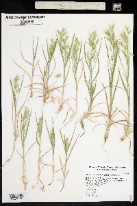 Bromus hordeaceus image