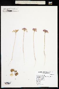 Allium acuminatum image