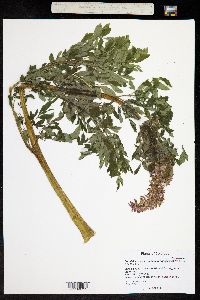 Corydalis caseana subsp. brandegeei image