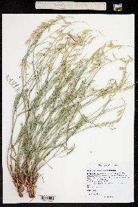 Astragalus coltoni var. moabensis image
