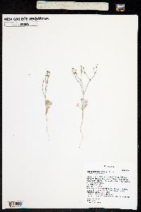 Eriogonum palmerianum image