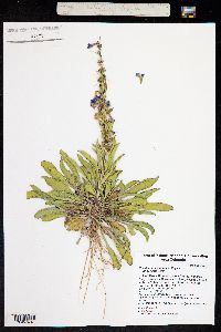 Penstemon cyanocaulis image