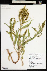 Rumex triangulivalvis image