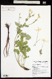 Aquilegia micrantha image