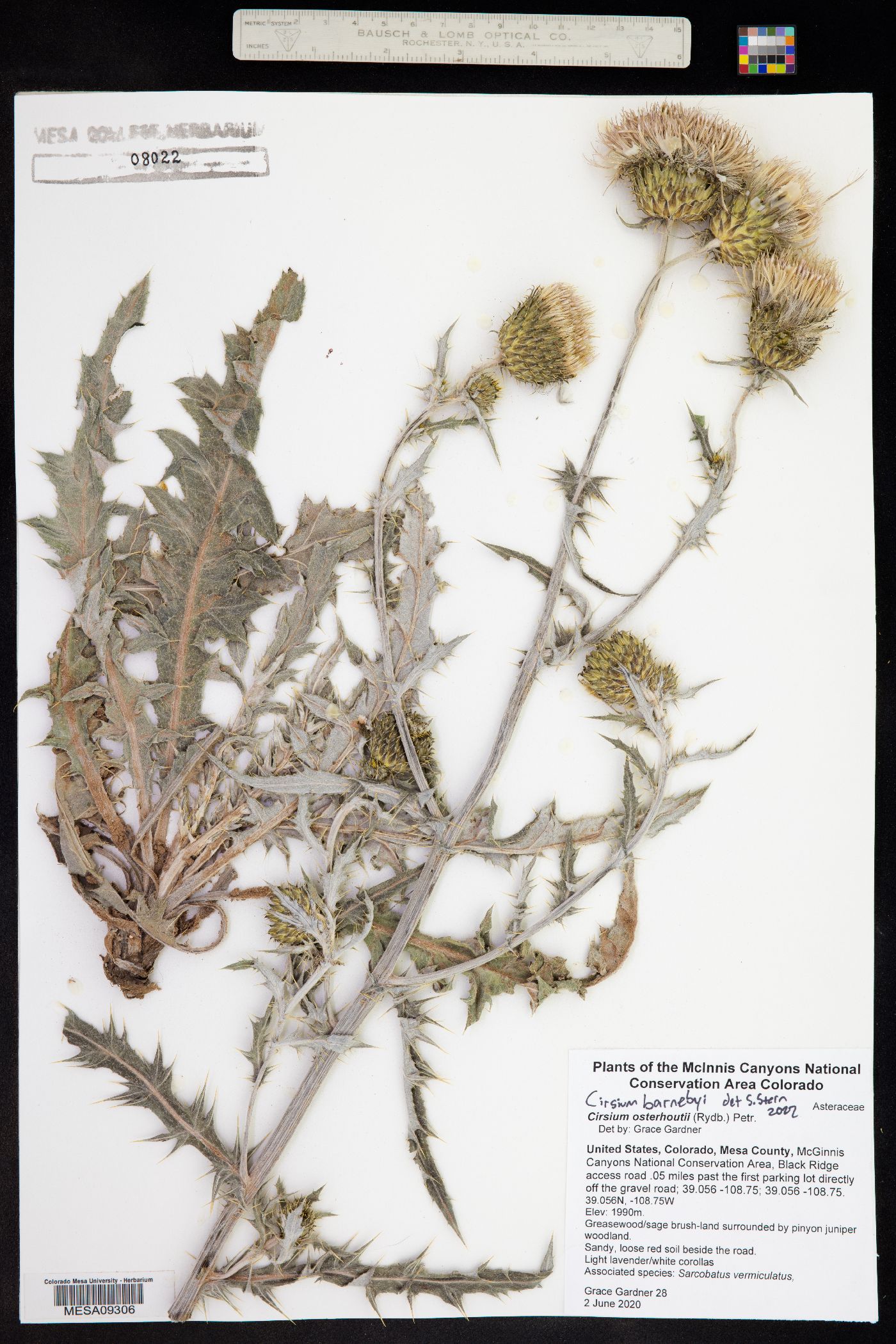 Cirsium osterhoutii image