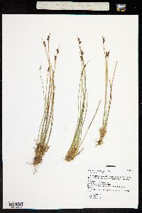 Juncus drummondii image