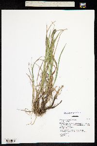 Phleum alpinum image