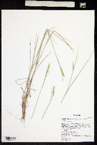 Pascopyrum smithii image