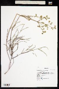 Mirabilis linearis image