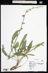 Cichorium intybus image