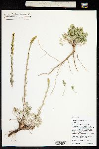 Artemisia campestris var. scouleriana image