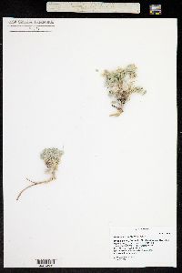 Astragalus newberryi image