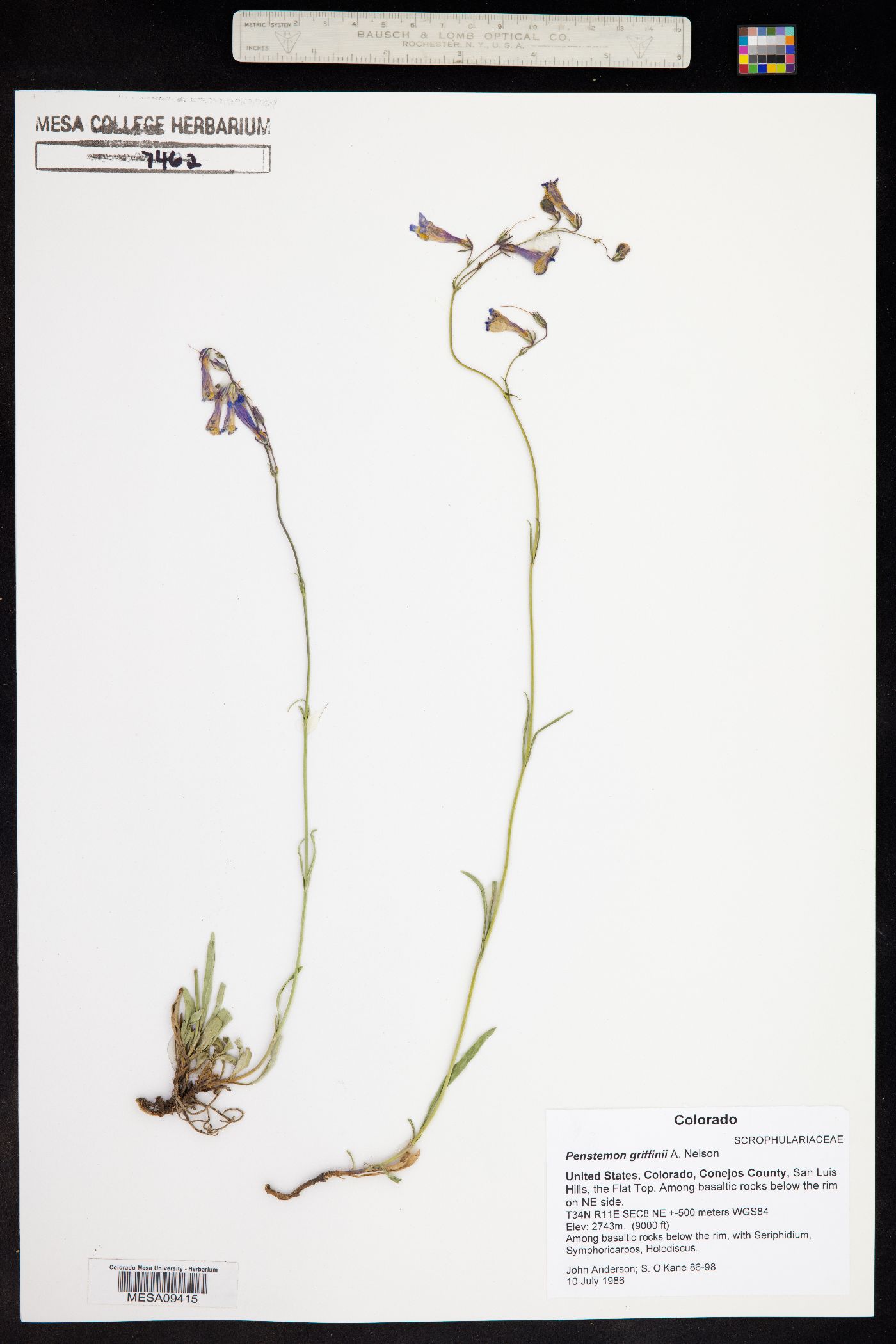 Penstemon griffinii image