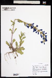 Penstemon fremontii image