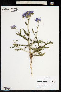 Phacelia crenulata image