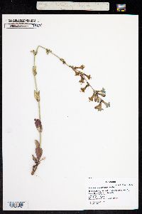 Penstemon harringtonii image