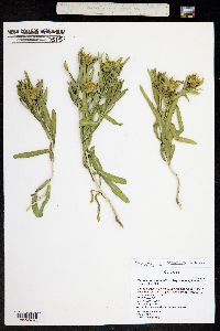 Haplopappus fremontii subsp. monocephalus image
