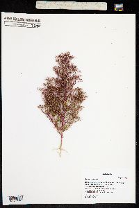 Rumex acetosa image