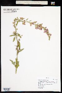 Sphaeralcea fendleri image