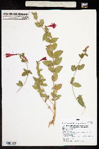 Epilobium canum subsp. garrettii image