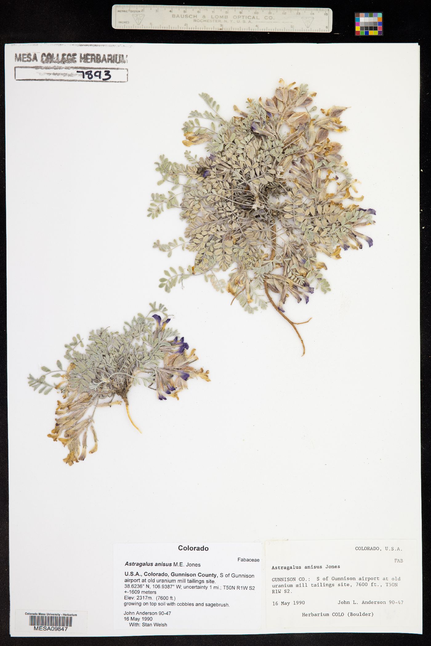 Astragalus anisus image