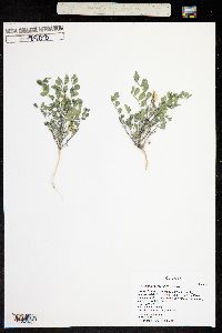 Astragalus wetherilli image