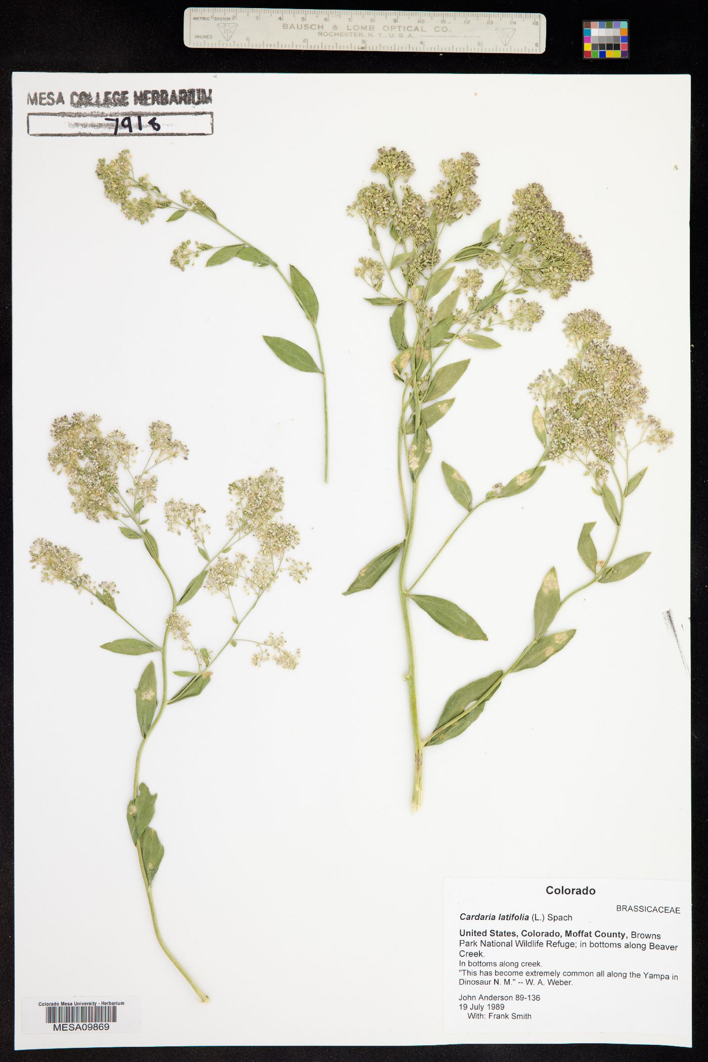 Lepidium latifolium image
