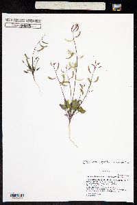 Chylismia scapoidea image