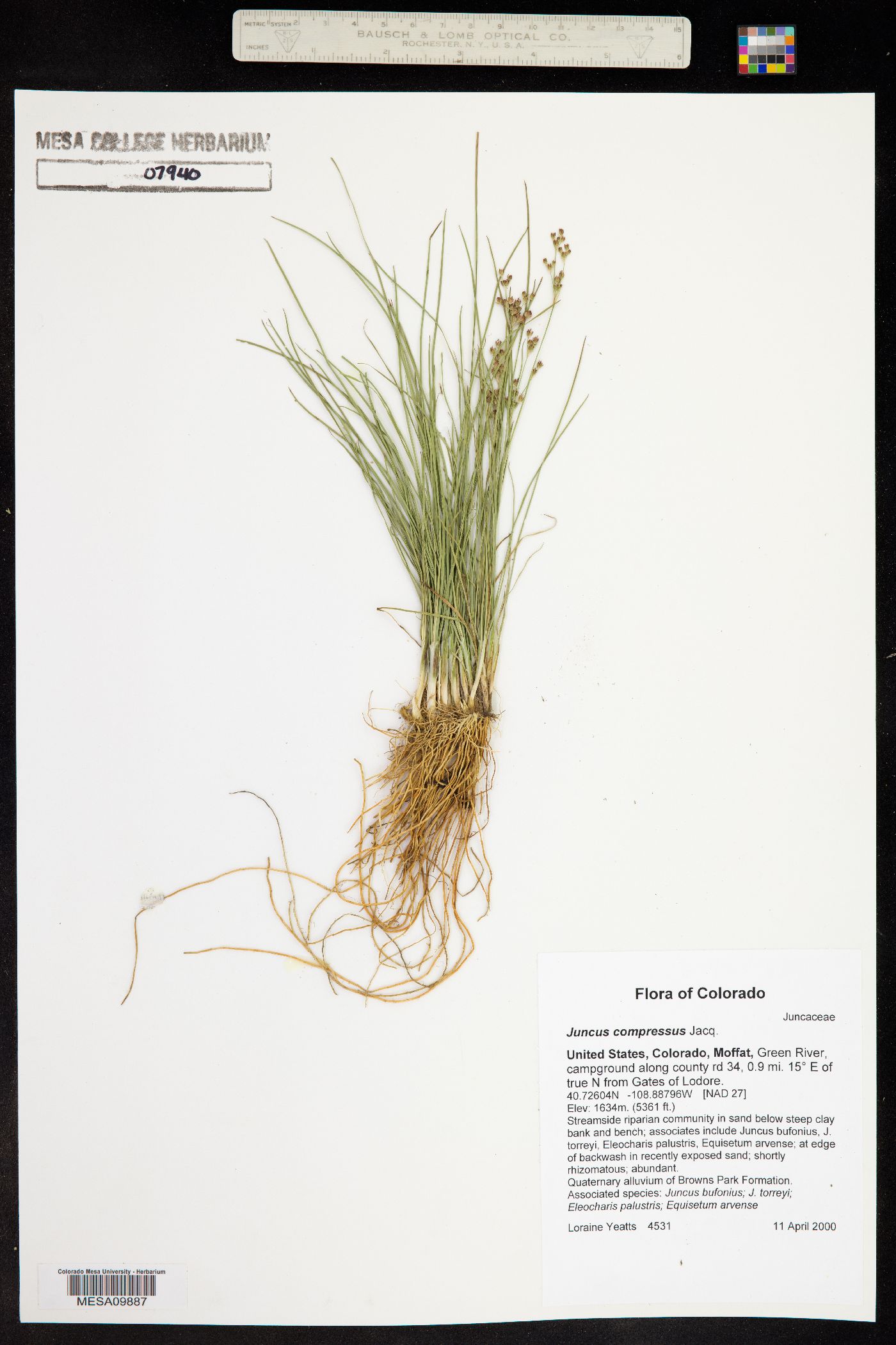Juncus compressus image