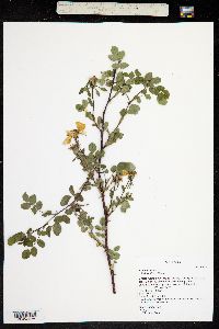 Rosa woodsii image