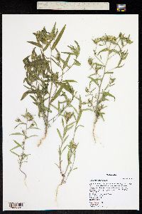 Collomia linearis image