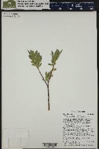 Salix wolfii image